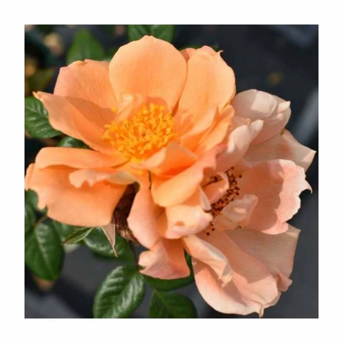 Bridge Of Sighs | Climbing Rose 4 Bridge Of Sighs | Climbing Rose - Image 2