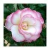 Handel' Climber Rose - 5.5L Pot -June Plants Sales Store PL11142 main image 358d