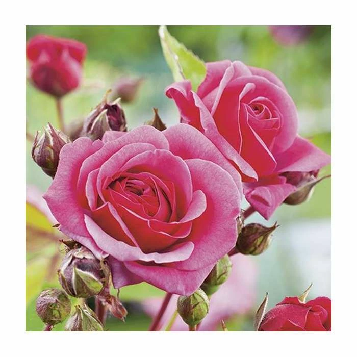 Pink Perpetue' Climber Rose - 5.5L Pot 4 Pink Perpetue' Climber Rose - 5.5L Pot - Image 2