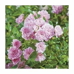 Super Fairy' Rambler Rose - 5.5L Pot -June Plants Sales Store PL11165 add image 1 94aa