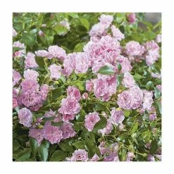 Super Fairy' Rambler Rose - 5.5L Pot -June Plants Sales Store PL11165 add image 2 c3eb