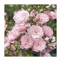Super Fairy' Rambler Rose - 5.5L Pot -June Plants Sales Store PL11165 add image 3 3ecb