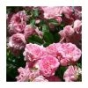 Super Fairy' Rambler Rose - 5.5L Pot -June Plants Sales Store PL11165 main image fe3a