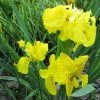 Large Double Yellow Flag Iris Pseudacorus Flore Pleno - 3L Pot -June Plants Sales Store PL1117 main image fcfb