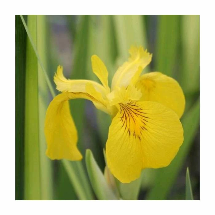Large Yellow Flag Iris 'Variegated' Iris pseudacorus 'Variegata' - 3L Pot 3 Large Yellow Flag Iris 'Variegated' Iris pseudacorus 'Variegata' - 3L Pot
