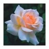 Chandos Beauty | Hybrid Tea Rose 1 Chandos Beauty | Hybrid Tea Rose -June Plants Sales Store PL11277 main image 5b20