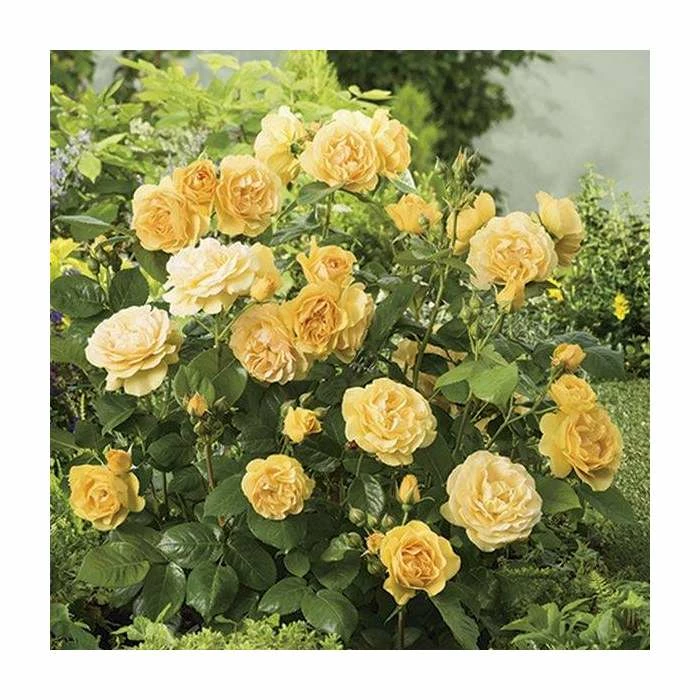 'Absolutely Fabulous' Bush Rose - 4L Pot 5 'Absolutely Fabulous' Bush Rose - 4L Pot - Image 3