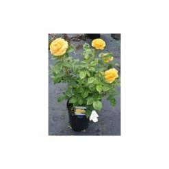 'Absolutely Fabulous' Bush Rose - 4L Pot 9 'Absolutely Fabulous' Bush Rose - 4L Pot -June Plants Sales Store PL11282 add image 2 231f