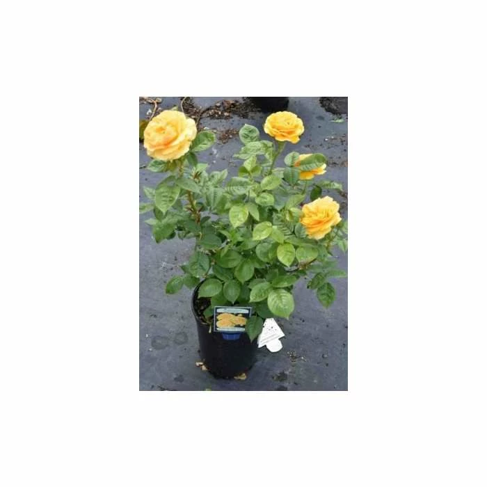 'Absolutely Fabulous' Bush Rose - 4L Pot 6 'Absolutely Fabulous' Bush Rose - 4L Pot - Image 4