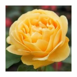'Absolutely Fabulous' Bush Rose - 4L Pot