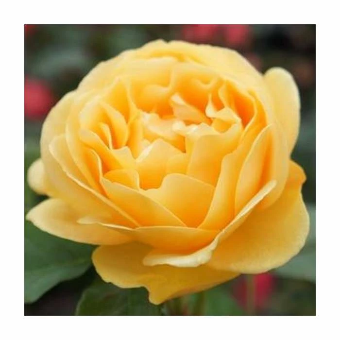 'Absolutely Fabulous' Bush Rose - 4L Pot 3 'Absolutely Fabulous' Bush Rose - 4L Pot