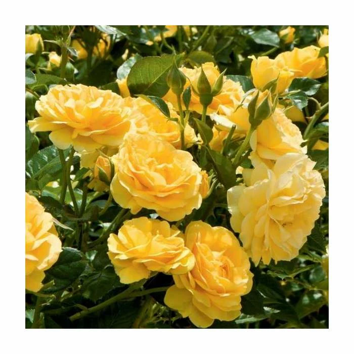 'Absolutely Fabulous' Bush Rose - 4L Pot 4 'Absolutely Fabulous' Bush Rose - 4L Pot - Image 2
