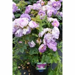 'Blue For You' Bush Rose - 5.5L Pot -June Plants Sales Store PL11283 add image 1 339b