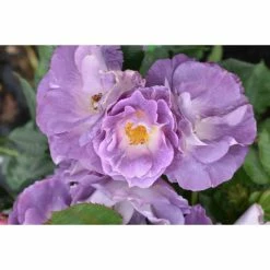 'Blue For You' Bush Rose - 5.5L Pot -June Plants Sales Store PL11283 add image 2 6f29