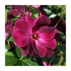 'Burgundy Ice' Bush Rose - 4L Pot -June Plants Sales Store PL11284 add image 3 6cec