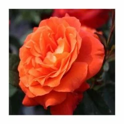 'Super Trouper' Bush Rose - 4L Pot
