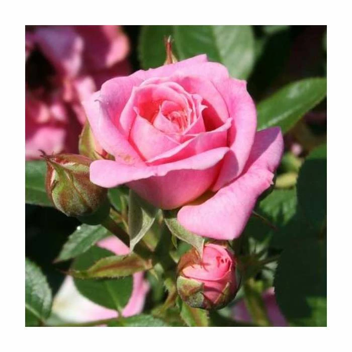 Carefree Days' Patio Rose - 5.5L Pot 3 Carefree Days' Patio Rose - 5.5L Pot