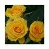 Flower Power Gold' Patio Rose - 5.5L Pot -June Plants Sales Store PL11292 main image 8f77