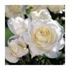 'White Patio' Patio Rose - 5.5L Pot -June Plants Sales Store PL11296 main image 17ed