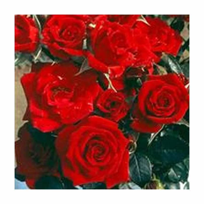 'Love Knot' Climber Rose - 5.5L Pot 3 'Love Knot' Climber Rose - 5.5L Pot