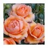 Lady Marmalade' Bush Rose - 5.5L Pot