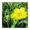 Large Large-Flowered Greater Spearwort Ranunculus lingua 'Grandiflorus - 3L Pot 2 Large Large-Flowered Greater Spearwort Ranunculus lingua 'Grandiflorus - 3L Pot -June Plants Sales Store PL1175 main image 6dd9
