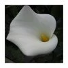 Large White Arum Lily | Zantedeschia aethopica | Pond Plant ‘Crowborough’ - 3L Pot