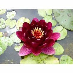 Extra Large Water Lily 'Black Princess' - Nymphaea 'Black Princess' - 30L Pot -June Plants Sales Store PL1235 add image 1 70d4
