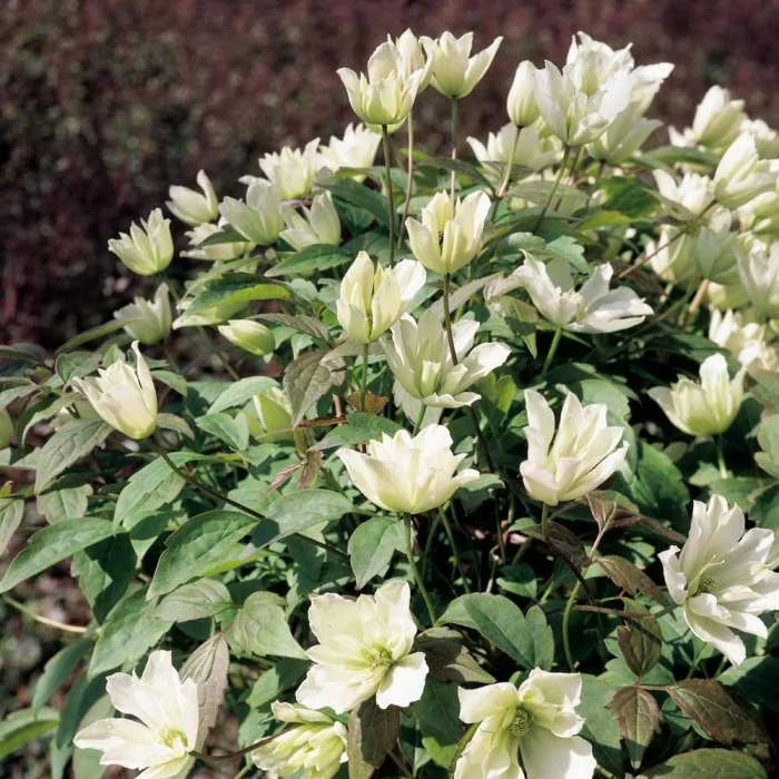 50-90cm Clematis Montana 'Primrose Star' - 3L Pot 3 50-90cm Clematis Montana 'Primrose Star' - 3L Pot