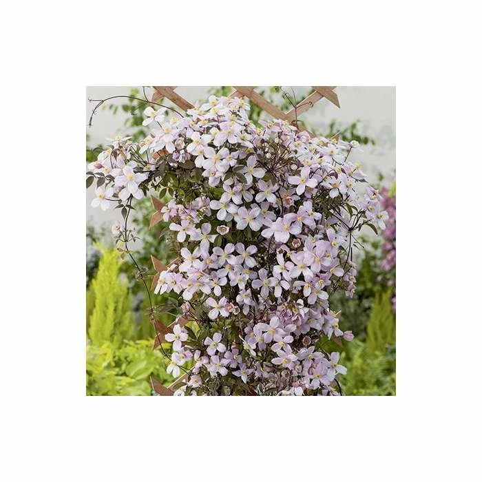 50-90cm Clematis Montana 'Rubens' - 3L Pot 4 50-90cm Clematis Montana 'Rubens' - 3L Pot - Image 2