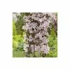 50-90cm Clematis Montana 'Rubens' - 3L Pot 1 50-90cm Clematis Montana 'Rubens' - 3L Pot -June Plants Sales Store PL13618 main image 900a