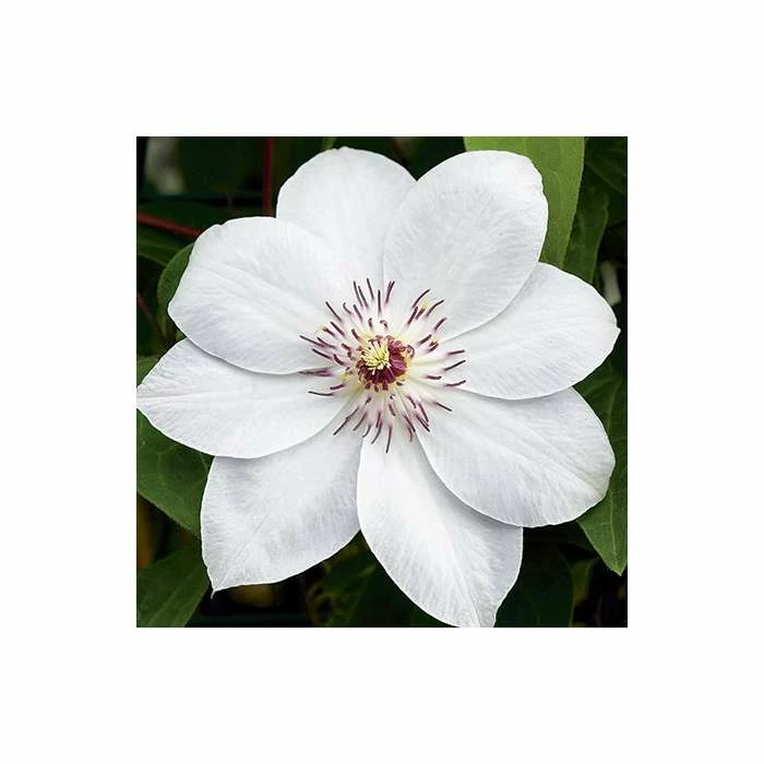 50-90cm Clematis 'Miss Bateman' - 3L Pot 4 50-90cm Clematis 'Miss Bateman' - 3L Pot - Image 2