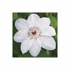 50-90cm Clematis 'Miss Bateman' - 3L Pot 8 50-90cm Clematis 'Miss Bateman' - 3L Pot -June Plants Sales Store PL13621 add image 2 91d1