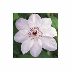 50-90cm Clematis 'Miss Bateman' - 3L Pot 9 50-90cm Clematis 'Miss Bateman' - 3L Pot -June Plants Sales Store PL13621 add image 3 0a81