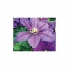 Clematis 'Dazzle' - 2.5L Pot 1 Clematis 'Dazzle' - 2.5L Pot -June Plants Sales Store PL13625 main image d57f