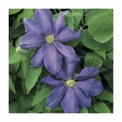 Clematis 'Mrs P.B.Truax' - 2.5L Pot
