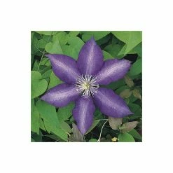 50-90cm Clematis 'Daniel Deronda' - 3L Pot 9 50-90cm Clematis 'Daniel Deronda' - 3L Pot -June Plants Sales Store PL13628 add image 2 a5e2