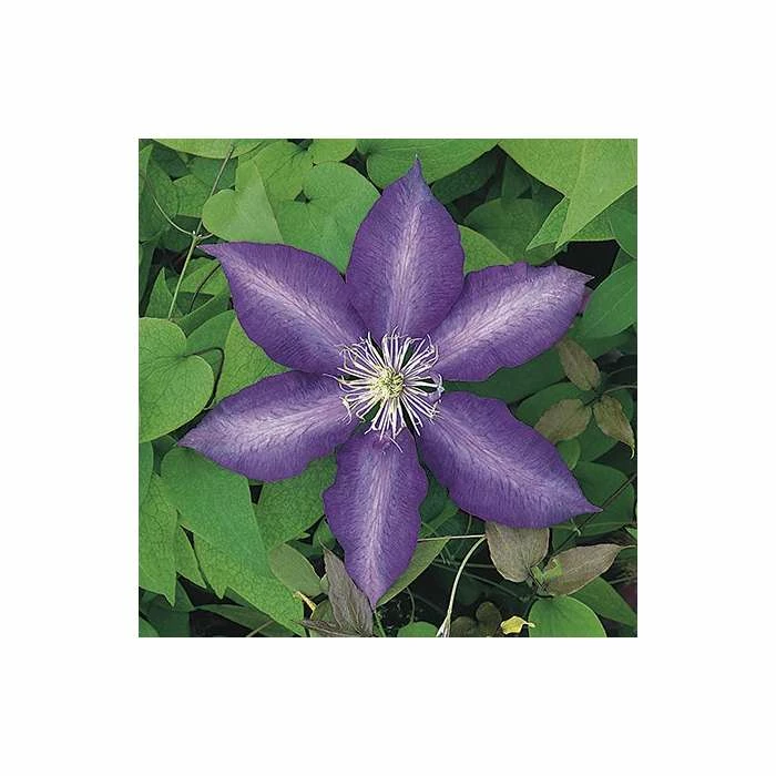 50-90cm Clematis 'Daniel Deronda' - 3L Pot 5 50-90cm Clematis 'Daniel Deronda' - 3L Pot - Image 3