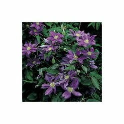50-90cm Clematis 'Daniel Deronda' - 3L Pot 10 50-90cm Clematis 'Daniel Deronda' - 3L Pot -June Plants Sales Store PL13628 add image 3 c89c