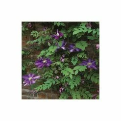 50-90cm Clematis 'Daniel Deronda' - 3L Pot 11 50-90cm Clematis 'Daniel Deronda' - 3L Pot -June Plants Sales Store PL13628 add image 4 dab3