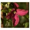 50-90cm Clematis 'Niobe' - 3L Pot 2 50-90cm Clematis 'Niobe' - 3L Pot -June Plants Sales Store PL13631 main image bb1b