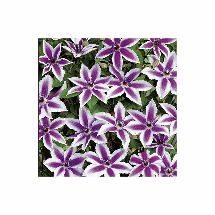 Clematis 'Pamina' - 2.5L Pot 4 Clematis 'Pamina' - 2.5L Pot - Image 2