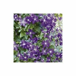 50-90cm Clematis Jackmanii - 3L Pot -June Plants Sales Store PL13640 add image 2 1548