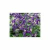 50-90cm Clematis 'Petit Faucon' - 3L Pot -June Plants Sales Store PL13641 main image 4fbf