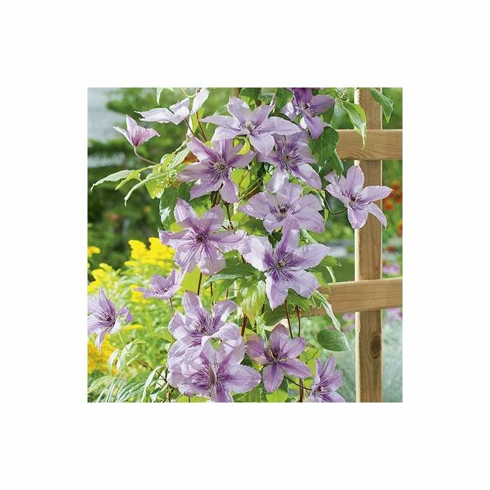 50-90cm Clematis 'Hagley Hybrid' - 3L Pot 4 50-90cm Clematis 'Hagley Hybrid' - 3L Pot - Image 2