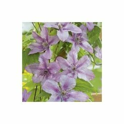 50-90cm Clematis 'Hagley Hybrid' - 3L Pot 8 50-90cm Clematis 'Hagley Hybrid' - 3L Pot -June Plants Sales Store PL13646 add image 2 0709