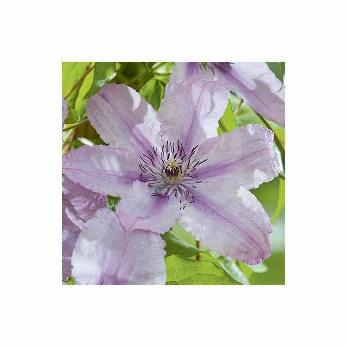 50-90cm Clematis 'Hagley Hybrid' - 3L Pot 6 50-90cm Clematis 'Hagley Hybrid' - 3L Pot - Image 4