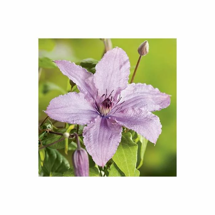 50-90cm Clematis 'Hagley Hybrid' - 3L Pot 3 50-90cm Clematis 'Hagley Hybrid' - 3L Pot