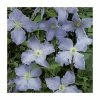 50-90cm Clematis Blue Angel (S) | 3L Pot | Blekitny Aniol 2 50-90cm Clematis Blue Angel (S) | 3L Pot | Blekitny Aniol -June Plants Sales Store PL13647 main image 53ef