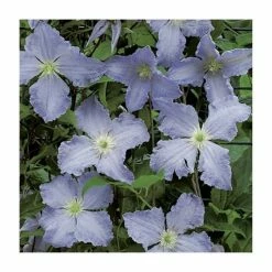50-90cm Clematis Blue Angel (S) | 3L Pot | Blekitny Aniol
